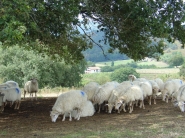 Découvrir le Pays Basque : les brebis